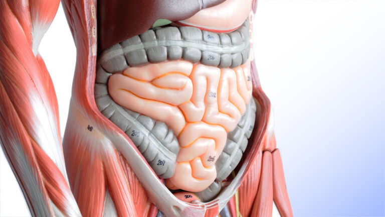 Scopri di più sull'articolo Tutte le malattie hanno origine nell’intestino – Ippocrate