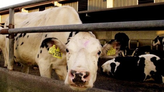 Scopri di più sull'articolo Repubblica.it: &apos;&apos;Via carne e latticini per ridurre l&apos;impatto sull&apos;ambiente&apos;&apos;