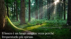 Scopri di più sull'articolo Il bosco è un luogo magico: ecco perché frequentarlo più spesso