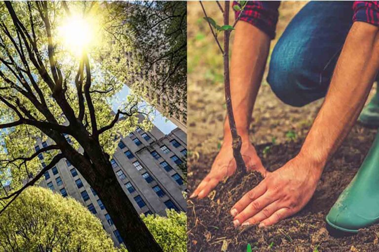 Scopri di più sull'articolo Le citta’ devono pensare agli alberi come a un’ infrastruttura di salute pubblica