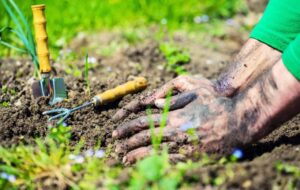 Scopri di più sull'articolo Ortoterapia: la natura è una vera e propria cura (anche contro lo stress)