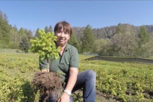 Scopri di più sull'articolo I 400 mila baby-alberi che faranno rinascere le foreste delle Dolomiti